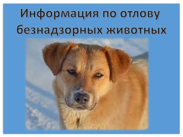 Об организации отлова животных без владельцев в 2024 году на территории Кировской области..