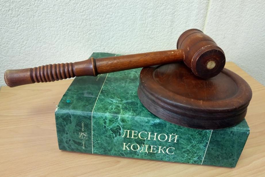 Информация об аукционах на право заключения договоров купли-продажи лесных насаждений в электронной форме.