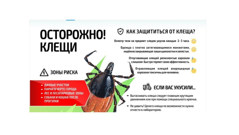 Профилактика клещевого энцефалита. Профилактика клещевого энцефалита.