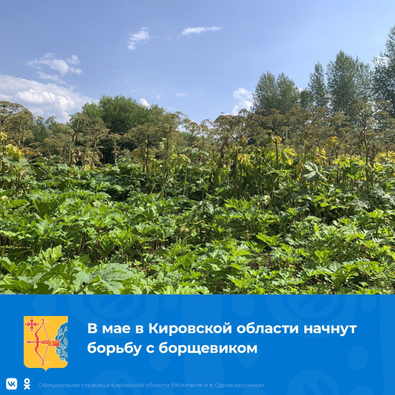 В мае в Кировской области начнут борьбу с борщевиком.. В мае в Кировской области начнут борьбу с борщевиком..