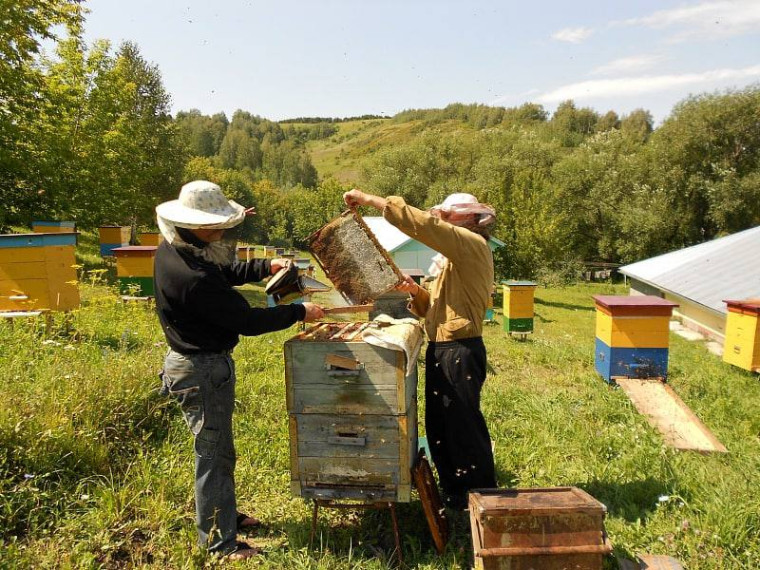 Объявление для пчеловодов.